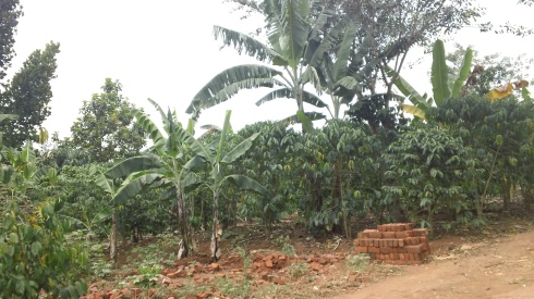 Coffee groves under the banana trees