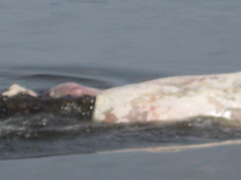 A crocodile ripping away at the hippo carcass