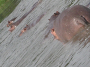 Hippos walking away from the boat