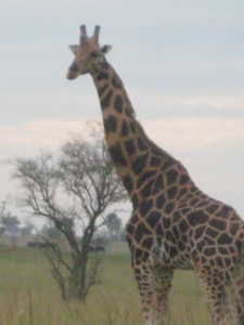 giraffes that love to stare